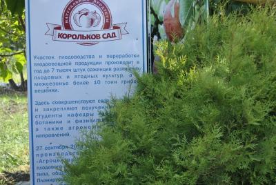 The First Weekends in Korolkov Garden