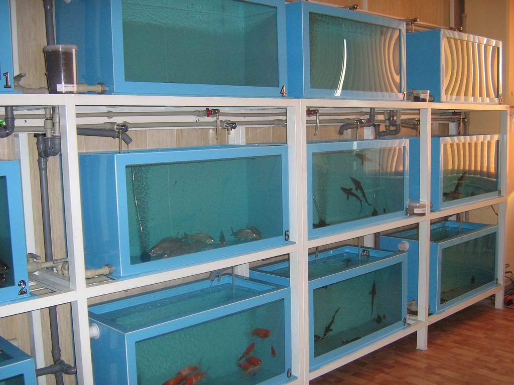 Научно-исследовательская лаборатория «Технологии кормления и выращивания рыбы». Фото 2